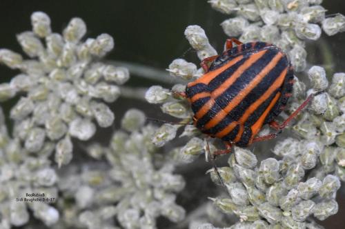 Graphosoma lineatum lineatum